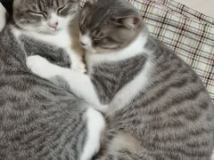 -御宝贝·A梦猫科宠物医院(国际猫友好医院)