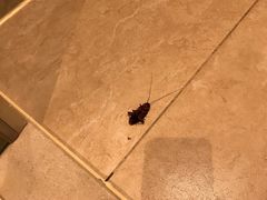 -三亚湾红树林度假世界(木棉酒店)