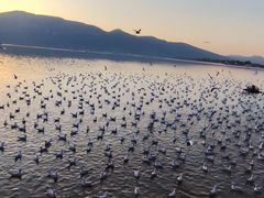 -呈贡滇池生态湿地公园