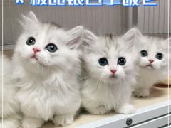 -Bastet sally猫舍购宠(静安店)