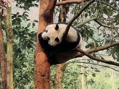 -都江堰中华大熊猫苑