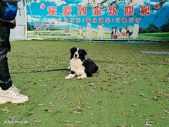 -宠物寄养训练学校