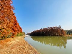 -上海海湾国家森林公园