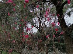 -桃花涧