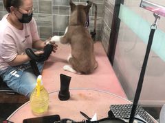 -德元·美联众合24小时动物医院(总院)