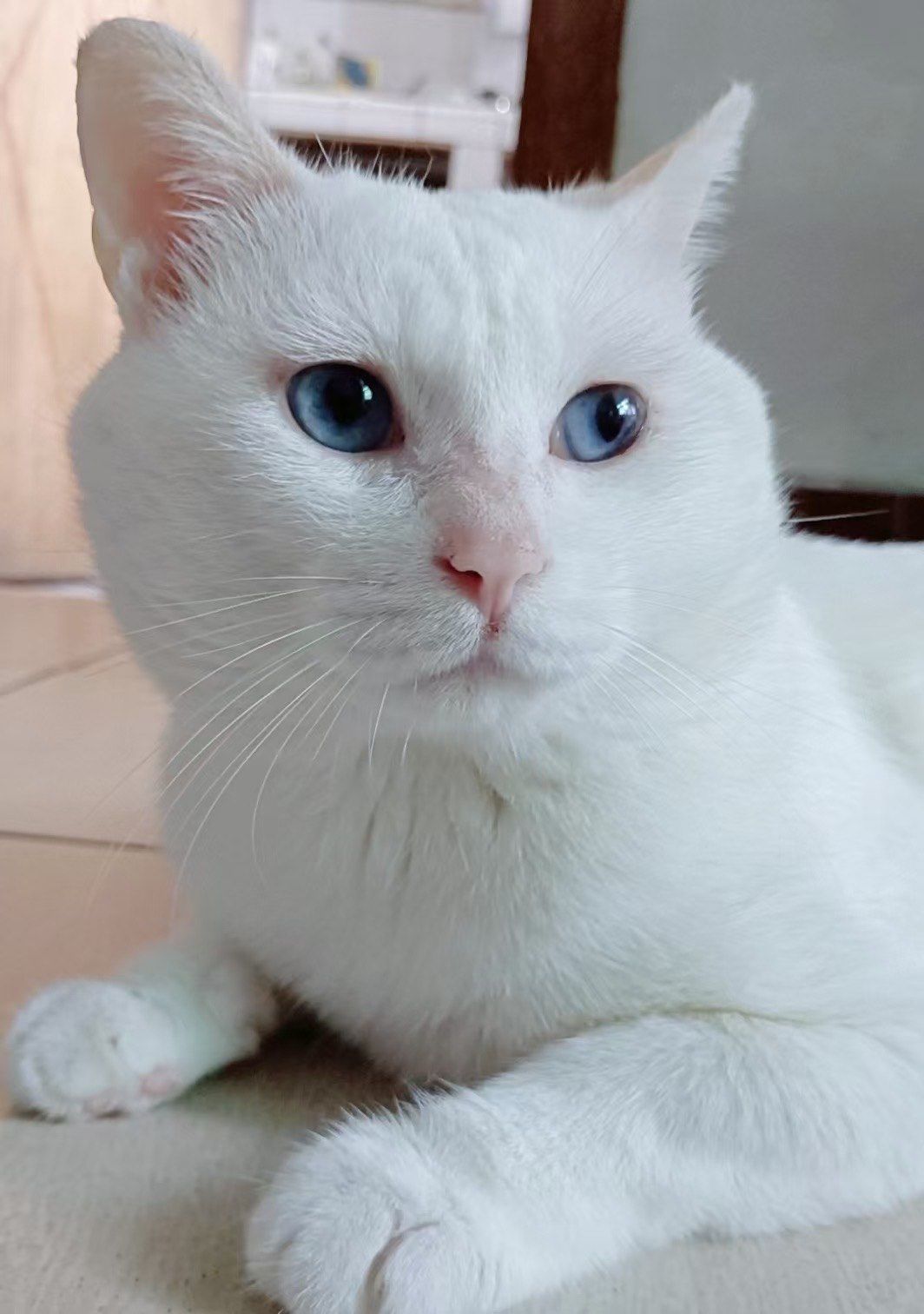 白色小猫的悠闲时光