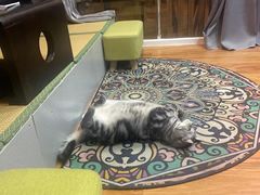 -猫爪屋猫咖(乐汇城店)