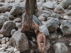 -青峰峡国家森林公园