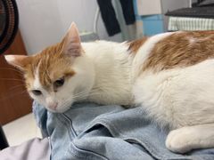 -博特宠物医院24h犬猫全科.骨科·异宠