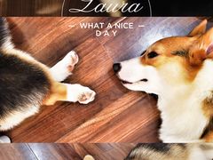 -柯斗斗主题餐厅·狗咖·围炉煮茶·茶饮(国瑞升平里店)