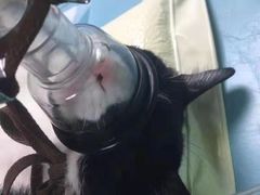 -瑞派先诺宠物医院•猫专科•普外科•中兽医(佛山院)