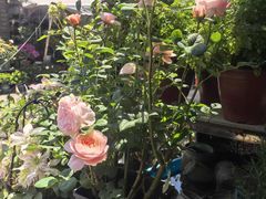-平吉花卉市场