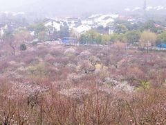 -香雪海