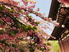 -西安青龙寺遗址景区
