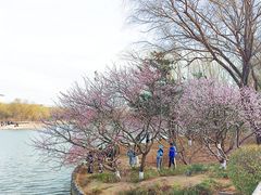 -大兴滨河森林公园