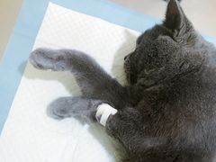 -米苏动物医院·犬猫专科·骨科外科内窥镜