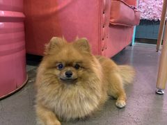 -百好乐宠物友好餐厅(朝外大街店)