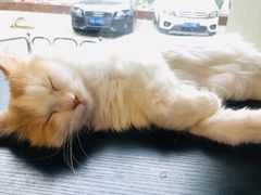 -平行世界·猫咖(首经贸店)