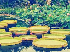 -国家植物园南园