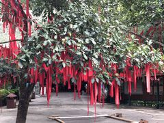 -西双版纳原始森林公园