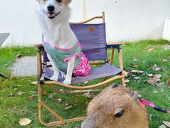 -J Create城市露营咖啡·简餐·宠物(上海动物园店)