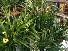 -秦美花卉(天朗·莱茵小城2期店)