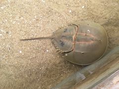 -硇洲岛旅游区