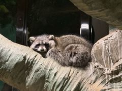 -绿色星球动物主题公园