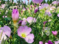 -汉长安城未央宫国家考古遗址公园