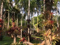 -中国科学院西双版纳热带植物园