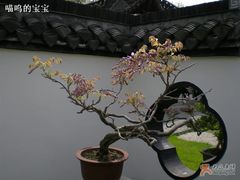 -盆景园(扬州大运河文化旅游度假区)