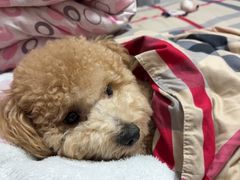 -达爱动物医院·犬猫分区·CT·复杂眼科(远洋山水分院)