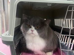 -北京观赏动物医院·24小时大型综合·猫专科·异宠专科