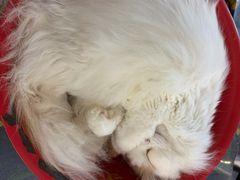 -平行世界·猫咖(首经贸店)