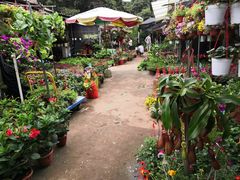 -桂林市花鸟市场