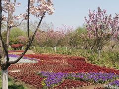 -杭州湾海上花田景区