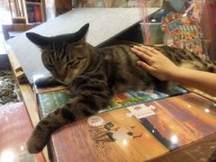 -猫的天空之城概念书店(丽江古城饮玉巷店)