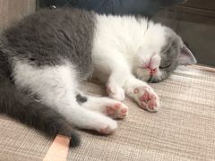 -飞行喵MR PILOT|猫舍·猫咖(静安大融城店)