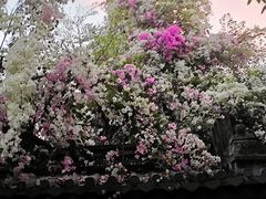 -深圳国际园林花卉博览园