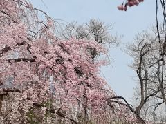 -西安青龙寺遗址景区