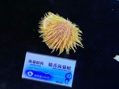 -贝壳梦幻世界