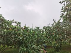 -秀丽东方