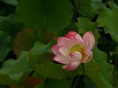 -野鸭湖国家湿地公园