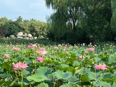 -东升八家郊野公园