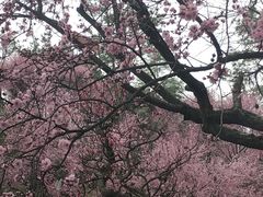 -秀丽东方