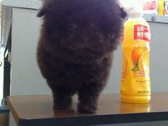 -唐小姐の猫狗洗护·购宠旗舰店(周浦万达店)