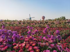 -荷兰花海