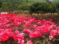 -龙寺生态园