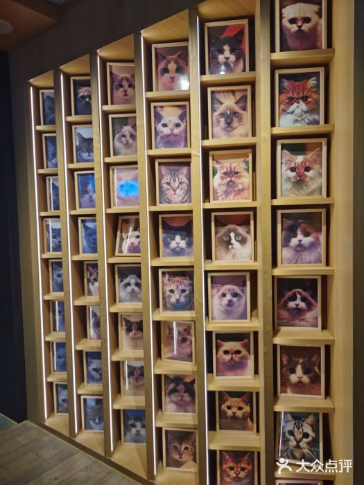 CAT’S MEWSTAR CAFE·喵星球猫屋(晴湾咖啡店)图片