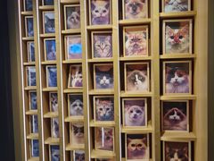 -CAT’S MEWSTAR CAFE·喵星球猫屋(晴湾咖啡店)